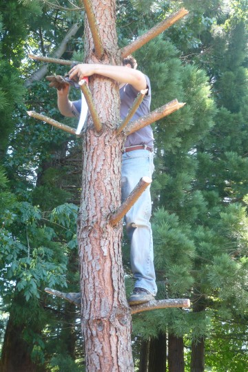 01_JasonInTree