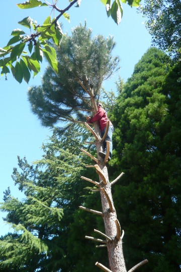 05_ShadInTree